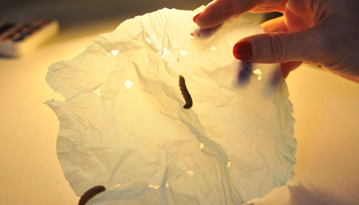 Найдена гусеница, которая ест полиэтиленовые пакеты
