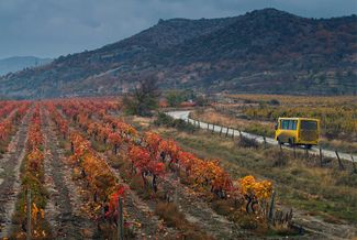 Виноградники вдоль дороги, ведущей в поселок Солнечная Долина. Крым, 13 ноября 2017 года
