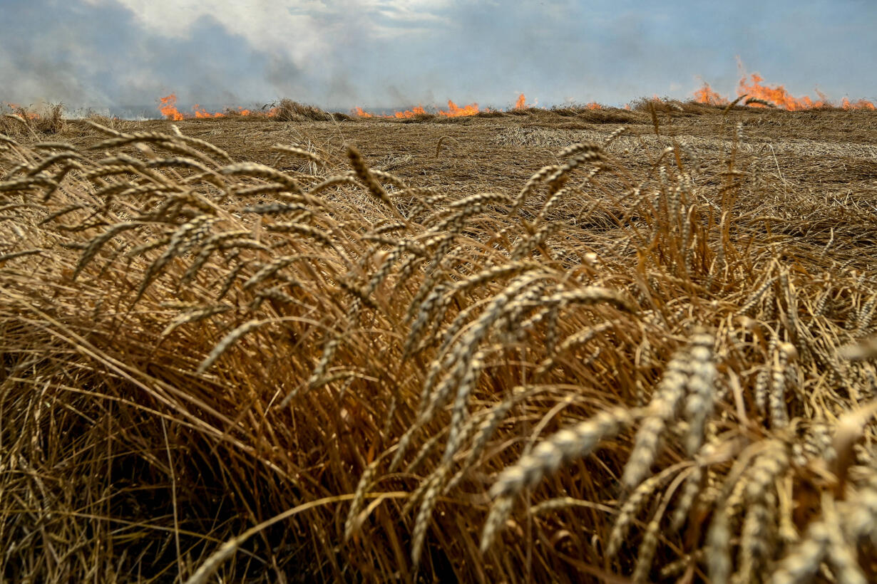 После срыва зерновой сделки основной коридор для вывоза украинского зерна —  Польша. Но Варшава уже не так лояльна Киеву, как в начале войны «Медуза»  рассказывает, как импорт из Украины обрушил польский рынок —