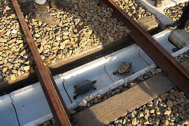 У Японії залізничники побудували тунель для черепах - фото 1