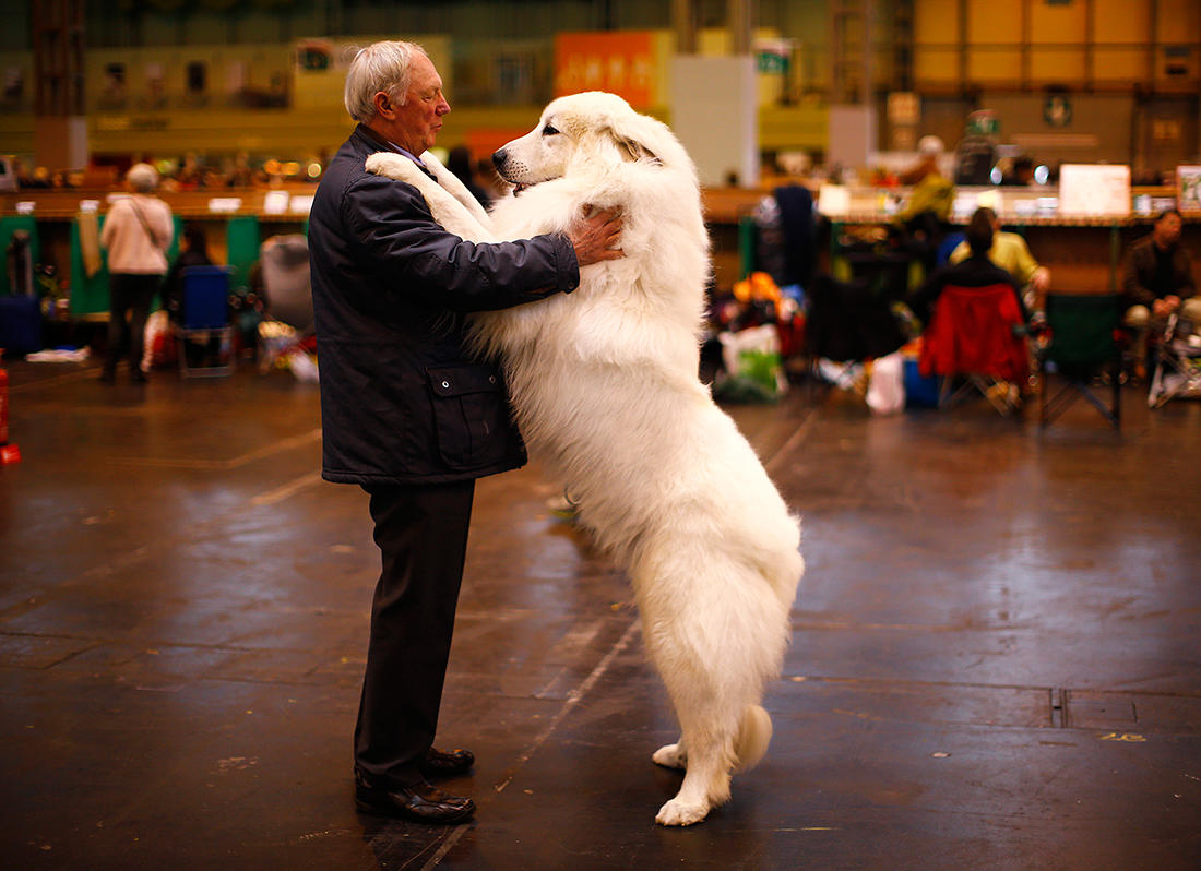Пиренейская Горная собака с человеком