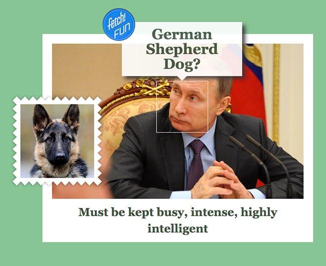 Microsoft показав на яких собак схожі світові лідери - фото 1