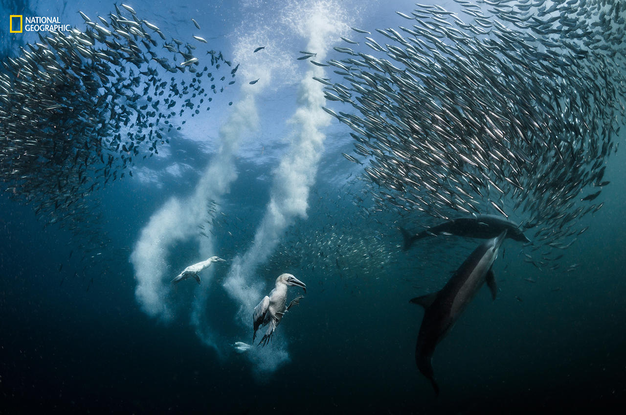 Дикая природа-2016 National Geographic выбрал лучшие фотографии года