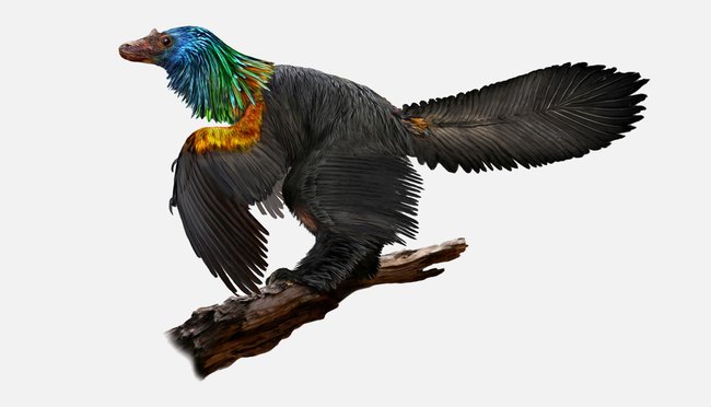 Ученые обнаружили новый вид динозавров с радужным оперением