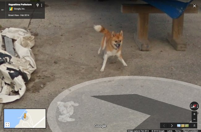 В Японии собака погналась за машиной, снимавшей панорамы для Google Street View