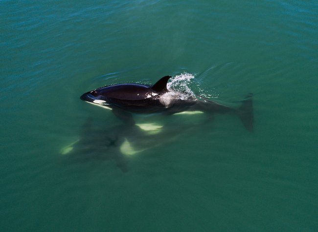 Ð Ð¾ÑÑÐ¸Ñ. ÐÐ°Ð¼ÑÐ°ÑÑÐºÐ¸Ð¹ ÐºÑÐ°Ð¹. ÐÐ¾ÑÐ°ÑÐºÐ¸ Ñ Ð¼ÑÑÐ° Ð¨Ð¸Ð¿ÑÐ½ÑÐºÐ¾Ð³Ð¾ Ð² ÐÐ²Ð°ÑÐ¸Ð½ÑÐºÐ¾Ð¼ Ð·Ð°Ð»Ð¸Ð²Ðµ Ñ Ð¿Ð¾Ð±ÐµÑÐµÐ¶ÑÑ Ð¿Ð¾Ð»ÑÐ¾ÑÑÑÐ¾Ð²Ð° ÐÐ°Ð¼ÑÐ°ÑÐºÐ°. ÐÑÐ»Ñ 2018 Ð³Ð¾Ð´Ð°