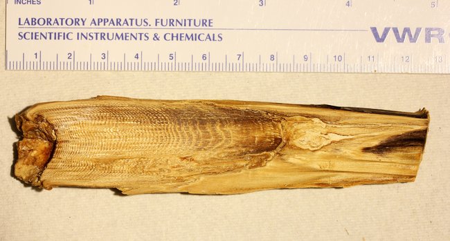 Ð¡ÐµÑÐ½Ð°Ñ Ð¿ÑÐ¾Ð±ÐºÐ° Ð¿ÑÐ¸Ð½Ð°Ð´Ð»ÐµÐ¶Ð¸Ñ ÑÐ°Ð¼ÐºÐµ ÑÐ¸Ð½Ð²Ð°Ð»Ð°. ÐÐ½Ð° ÑÐ¾Ð´Ð¸Ð»Ð°ÑÑ Ð²Â ÐÑÐ»Ð°Ð½ÑÐ¸ÑÐµÑÐºÐ¾Ð¼ Ð¾ÐºÐµÐ°Ð½Ðµ, Ð´Ð¾Ð¶Ð¸Ð»Ð° Ð´Ð¾Â 53 Ð»ÐµÑ Ð¸Â 17 ÑÐ°Ð· Ð±ÑÐ»Ð° Ð±ÐµÑÐµÐ¼ÐµÐ½Ð½Ð°. Steinhart Aquarium, ÐÐ°Ð»Ð¸ÑÐ¾ÑÐ½Ð¸Ð¹ÑÐºÐ°Ñ Ð°ÐºÐ°Ð´ÐµÐ¼Ð¸Ñ Ð½Ð°ÑÐº, Ð¡Ð°Ð½-Ð¤ÑÐ°Ð½ÑÐ¸ÑÐºÐ¾