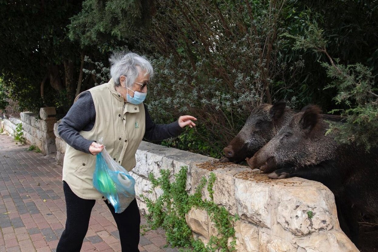 Хайфу захватили дикие кабаны-разбойники 🐗 Жители в ужасе прячут розовые  портфели и выходят на прогулки с палками. Это их не спасает — Meduza