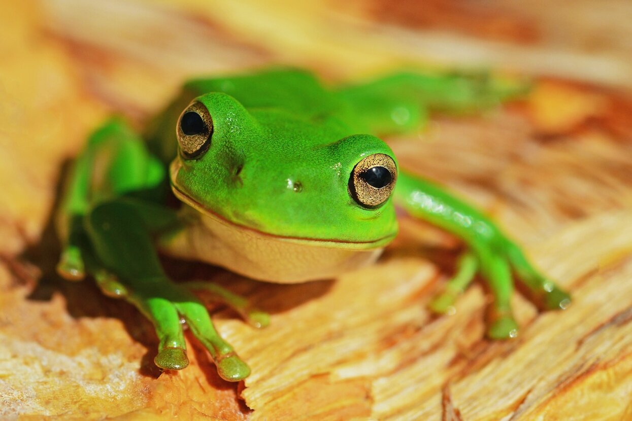 В Новосибирске с жабами и лягушками творятся очень странные дела 🐸 Мы  попытались выяснить, что там происходит. Но вопросов так много, а ответов  так мало… — Meduza