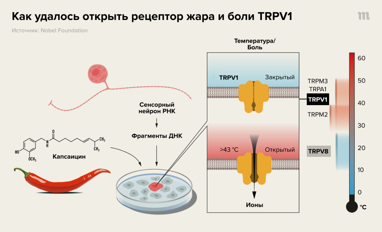 Боль — это жизнь Лауреаты Нобелевской премии по физиологии и медицине  объяснили, откуда берутся самые ужасные и самые приятные ощущения — жара,  холод, боль, нежное прикосновение — Meduza
