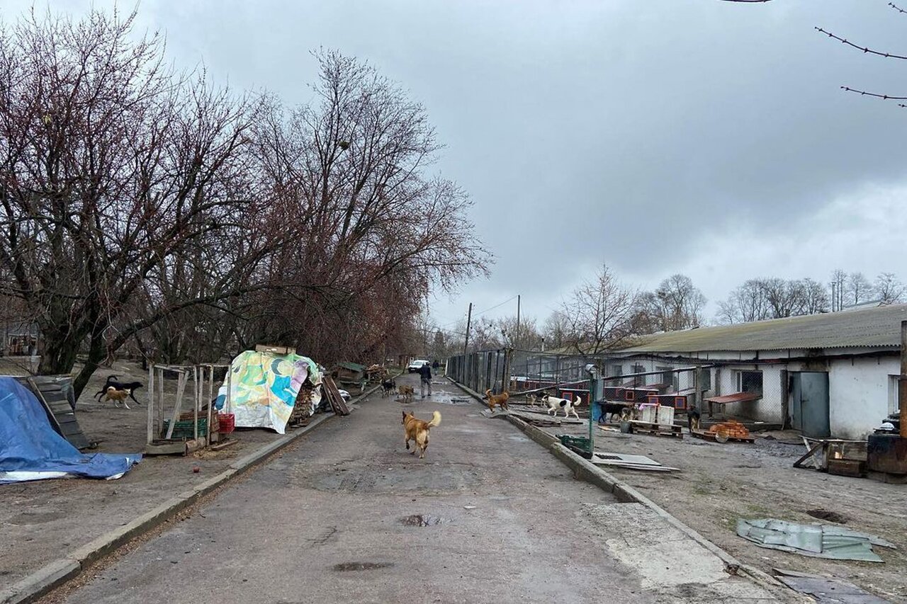 Нам пришлось собирать дождевую воду» Старейший приют для животных в  Киевской области больше месяца работал в условиях оккупации. «Медуза»  поговорила с его управляющей — Meduza