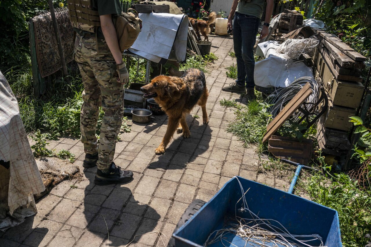 В прифронтовых городах остается много животных — и брошенных, и живущих с  хозяевами, которые не могут уехать. Вот как им помогают волонтеры Пятьсот  девятый день войны. Фотографии — Meduza