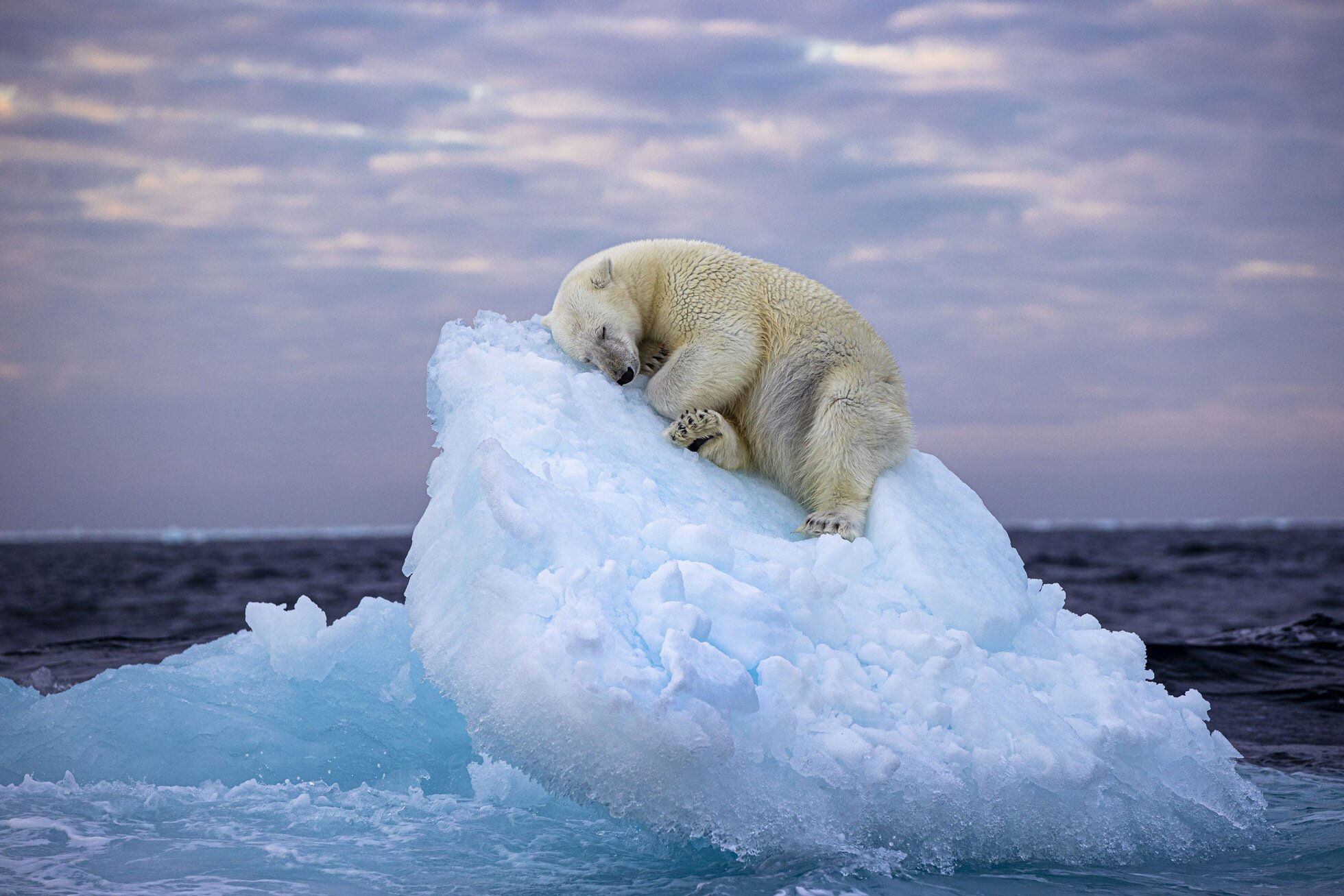 Медведь спит на льдине. Это фото победило в голосовании зрителей конкурса  Wildlife Photographer of the Year — Meduza