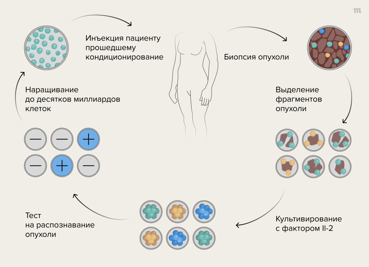 Клеточная терапия — новая надежда человечества на победу над  онкологическими (и не только) заболеваниями. Что уже научились лечить с ее  помощью? И почему внедрение такой терапии идет медленнее, чем рассчитывали  энтузиасты? — Meduza
