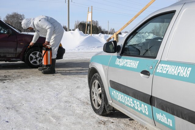 Farmers in Russia's Novosibirsk Region Protest Livestock Culling