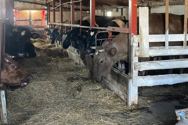 «Я не могу предать своих девок». Репортаж из новосибирской Козихи. Жители села отказались отдавать своих коров властям — но их все равно заставили