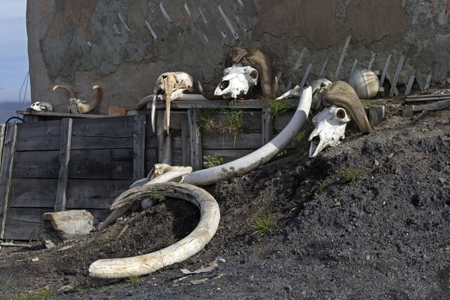 The Mammoth Ivory Trade in Russia's Permafrost