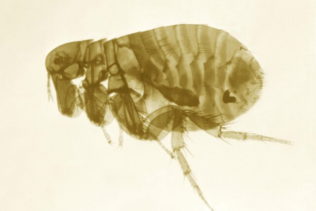 The world is watching a possible plague outbreak in Russia. Is it really serious?