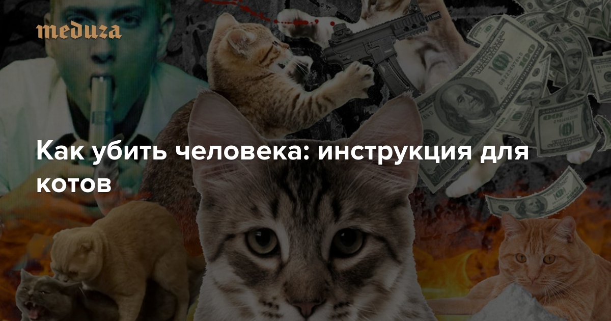 Как убить человека: инструкция для котов — Meduza