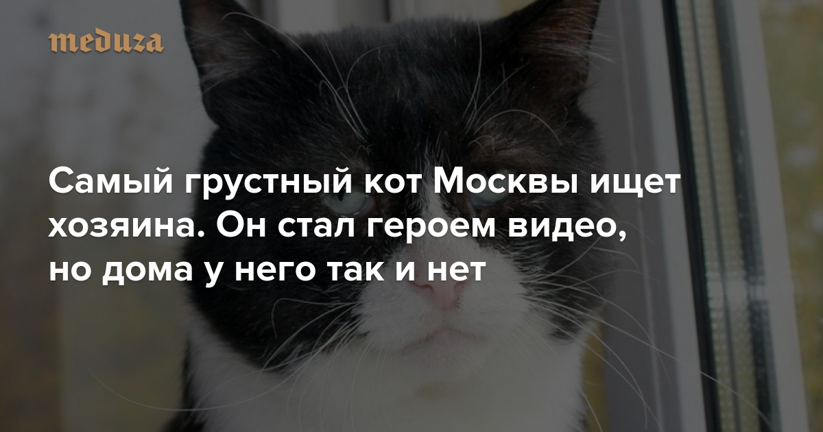 Самый грустный кот Москвы ищет хозяина. Он стал героем видео, но дома у  него так и нет 😿 — Meduza