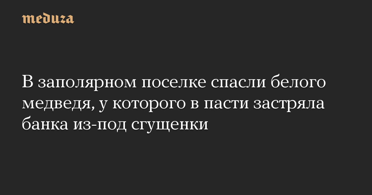 В заполярном поселке спасли белого медведя, у которого в пасти застряла банка из-под сгущенки — Meduza