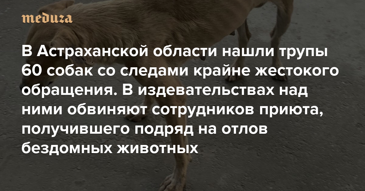 В Астраханской области нашли трупы 60 собак со следами крайне жестокого обращения. В издевательствах над ними обвиняют сотрудников приюта, получившего подряд на отлов бездомных животных