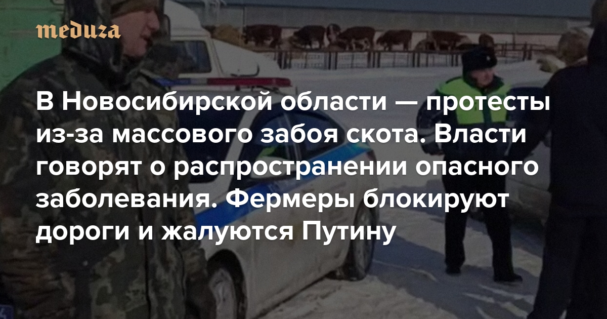 В Новосибирской области — протесты из-за массового забоя скота. Власти говорят о распространении опасного заболевания. Фермеры блокируют дороги и жалуются Путину