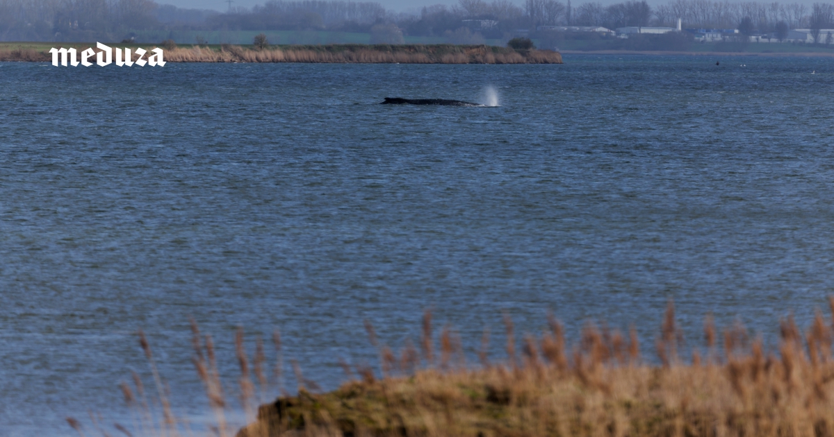 Горбатого кита Тимми несколько раз за месяц спасали в Балтийском море. Но он снова застрял на мели и уже не смог выбраться. Спасательная операция остановлена