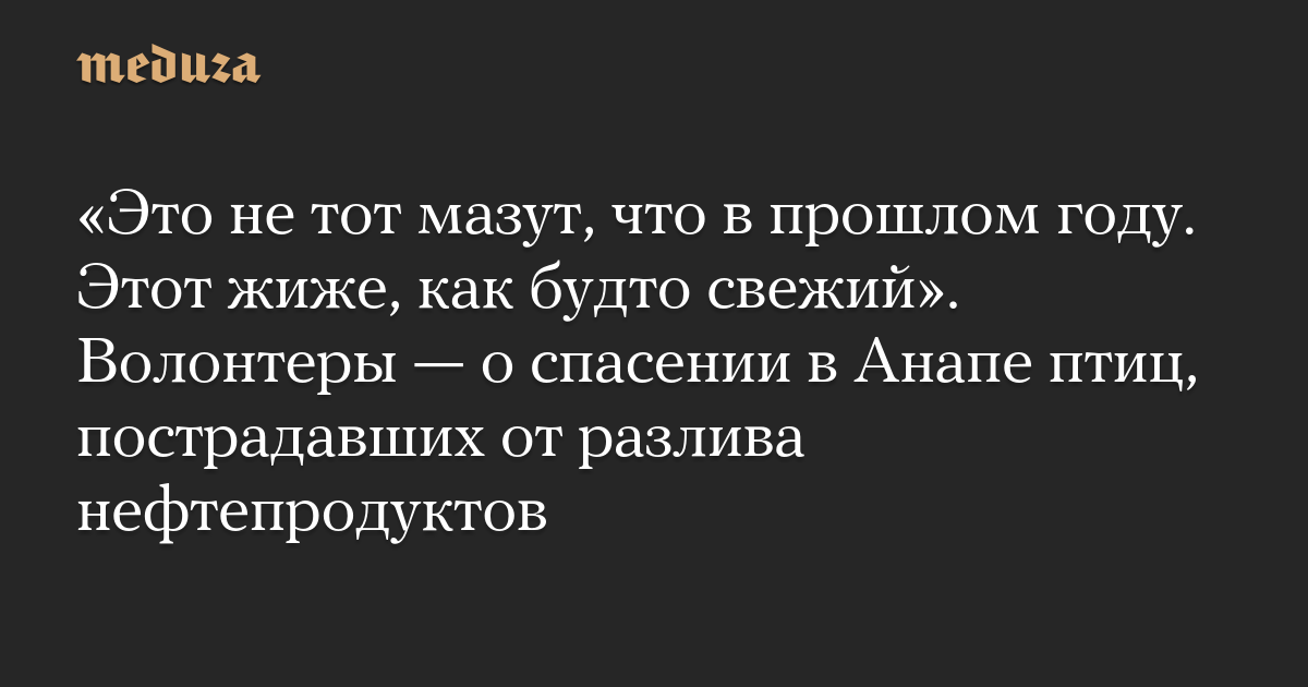 «Это не тот мазут, что в прошлом году. Этот жиже, как будто свежий». Волонтеры — о спасении в Анапе птиц, пострадавших от разлива нефтепродуктов