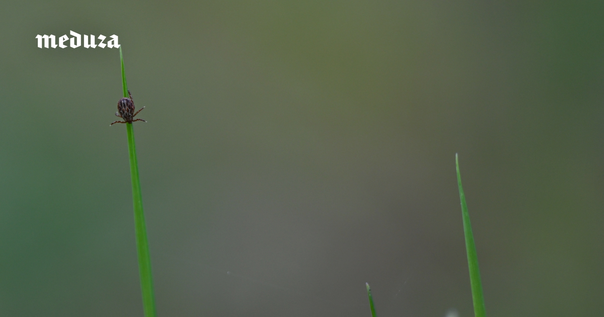 За что можно уважать клещей? Как они находят источники пищи? И правда ли, что Россию атаковали «клещи-мутанты»? Интервью Дмитрия Апанаскевича — человека, который посвятил изучению этих членистоногих всю профессиональную жизнь