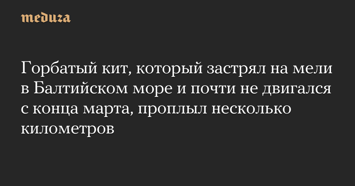 Горбатый кит, который застрял на мели в Балтийском море и почти не двигался с конца марта, проплыл несколько километров