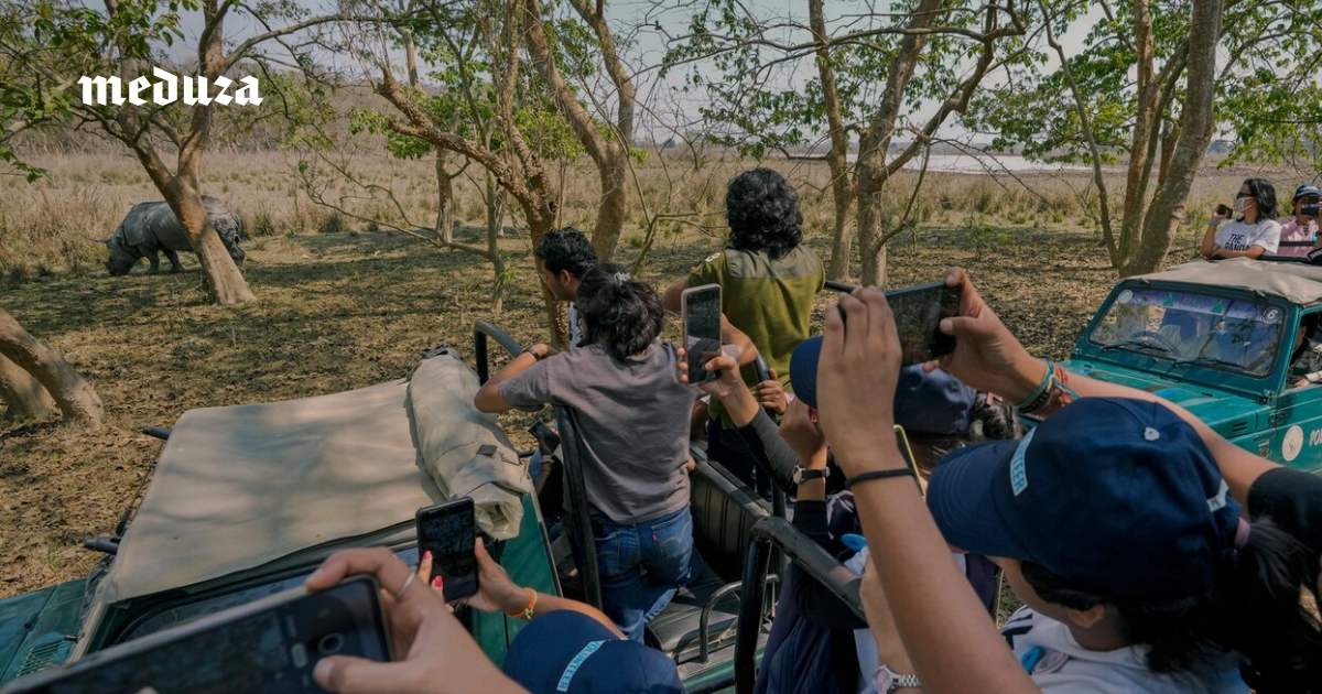 They scare tigers and fall out of cars while taking selfies. Other countries are also considering the same radical procedure – medusa