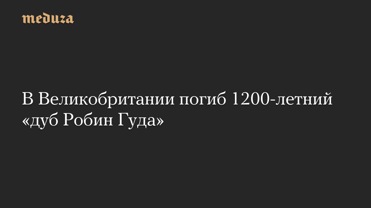 В Великобритании погиб 1200-летний «дуб Робин Гуда»