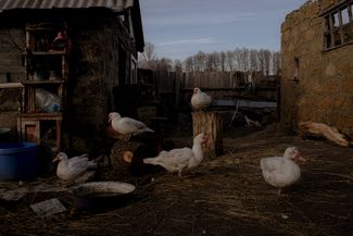 Like residents of many Ukrainian villages, Oksana and Dmytro keep their own animals. They have ducks, chickens, and goats.