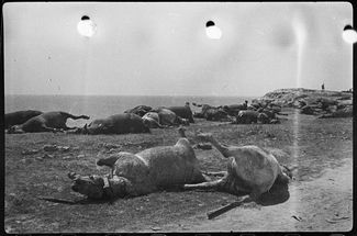 Лошади, расстрелянные немцами во время отступления в мае 1944 года.