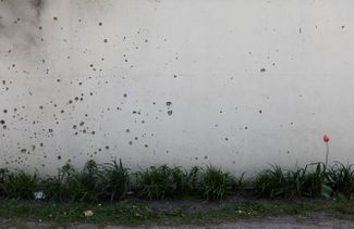Тюльпан рядом с пулевыми отверстиями в стене жилого дома. Село Мощун.