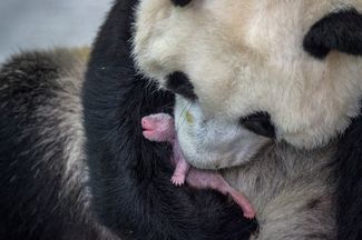 Категория «Природа», второе место в номинации «Фотоистория». Большая панда Мин-Мин с новорожденным детенышем в питомнике в китайской провинции Сычуань<br>