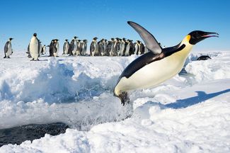Второе место: Императорский пингвин (Aptenodytes forsteri) в Антарктиде выпрыгивает из воды