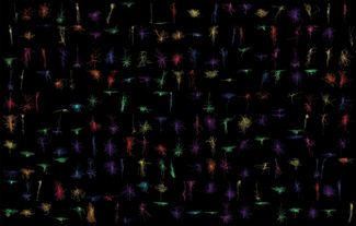 Трехмерная реконструкция нейронов, полученных из живых срезов мозга. Разнообразие форм и условных цветов иллюстрирует широкий диапазон типов нейронов
