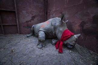 Категория «Окружающая среда», первое место в номинации «Отдельная фотография». Белого носорога выпускают на волю в Ботсване после того, как его перевезли из южной Африки, чтобы спасти от браконьеров, 21 сентября 2017 года