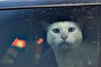 Кошка на погранконтроле в Румынии. Автомобиль с ней покинул Украину на пароме