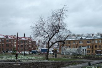 An apple tree planted in the 1930s in the workers’ district.