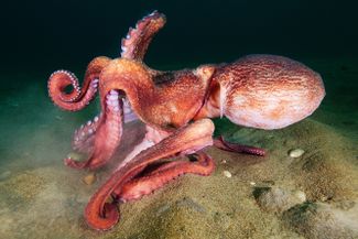Гигантский осьминог Дофлейна (Enteroctopus dofleini) — самый распространенный на Дальнем Востоке вид осьминогов и самый крупный в мире. Эти животные вырастают до девяти метров в размахе щупалец, но живут при этом до первого размножения. Как правило, срок их жизни — это один — три года. Одни из самых умных беспозвоночных животных в океане. 