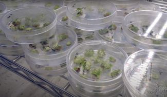 Генно-модифицированные побеги тополей в лаборатории Living Carbon