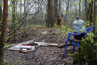 На полигоне живут собаки, но при виде чужаков они не лают