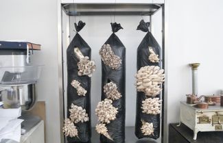 Mushrooms growing in the gastronomic laboratory at the restaurant Twins Garden