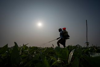 Работники органической фермы в деревне Ареманда в округе Гунтур южного индийского штата Андхра-Прадеш обрабатывают посевы природными пестицидами. Февраль 2024 года