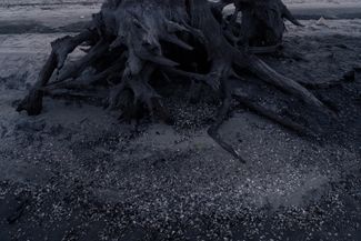 Tree roots on the bottom of the Kakhovka Reservoir in the village of Kanivske