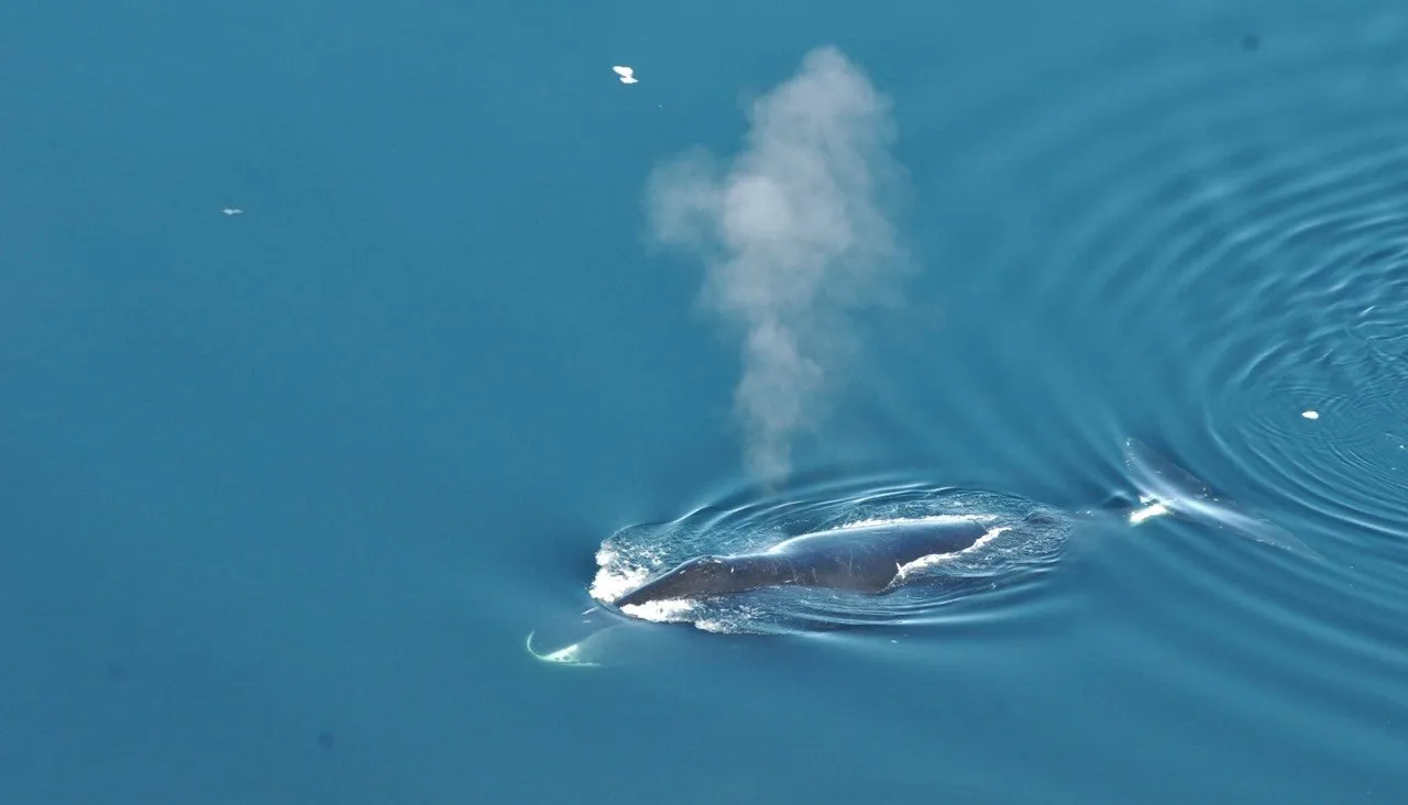 Kit M. Kovacs, Christian Lydersen / Norwegian Polar Institute / Reuters / Scanpix / LETA
