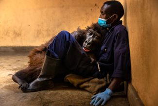 Умирающая горная горилла Ндакаси на руках смотрителя в национальном парке Вирунга в Демократической Республике Конго. Это единственный в мире приют для детенышей горных горилл, потерявших родителей. 21 сентября